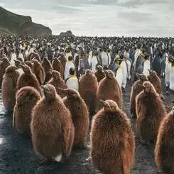 Voyage en Antarctique Splendeurs des Iles du Sud