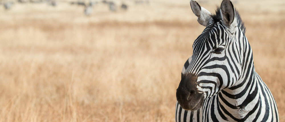Voyage en Afrique du Sud safari avec les zèbres du Karoo