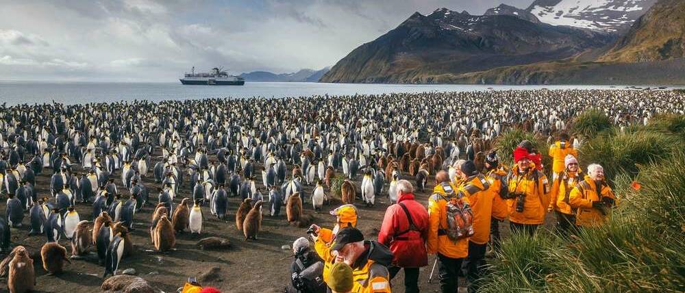 Voyage Antarctique le manchot royal en famille