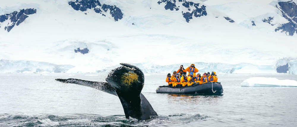 Voyage Antarctique photographier les baleines aux Malouines