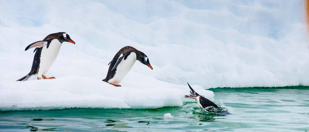 Voyage Antarctique pingouins aux Malouines