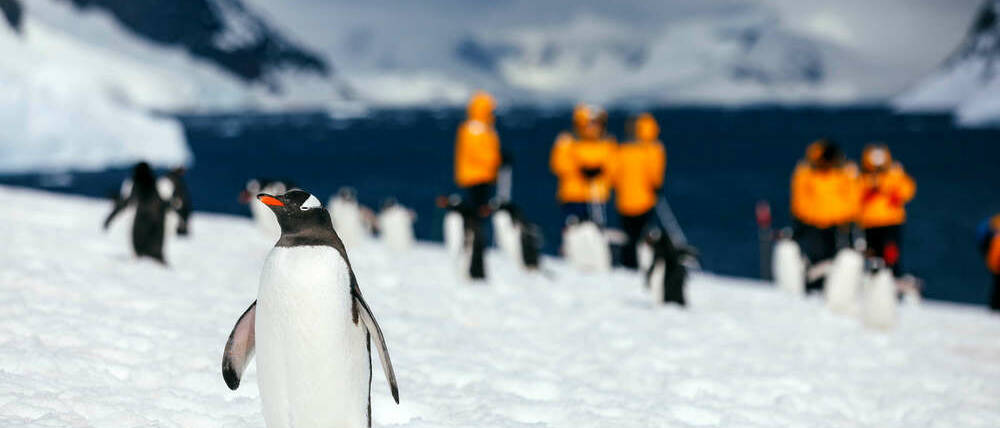 Voyage Antarctique visite des pingouins aux Malouines