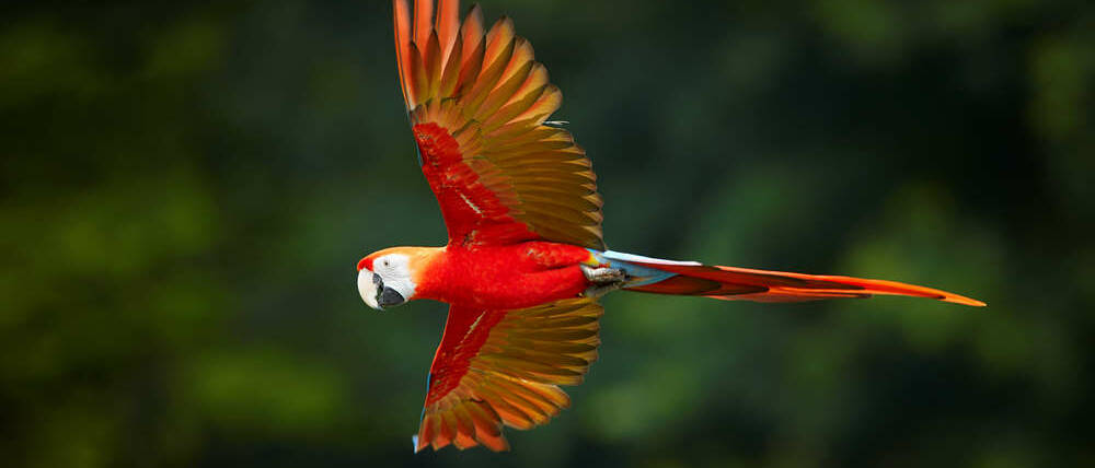 Voyage Argentine ara rouge du parc national d'Iguazu