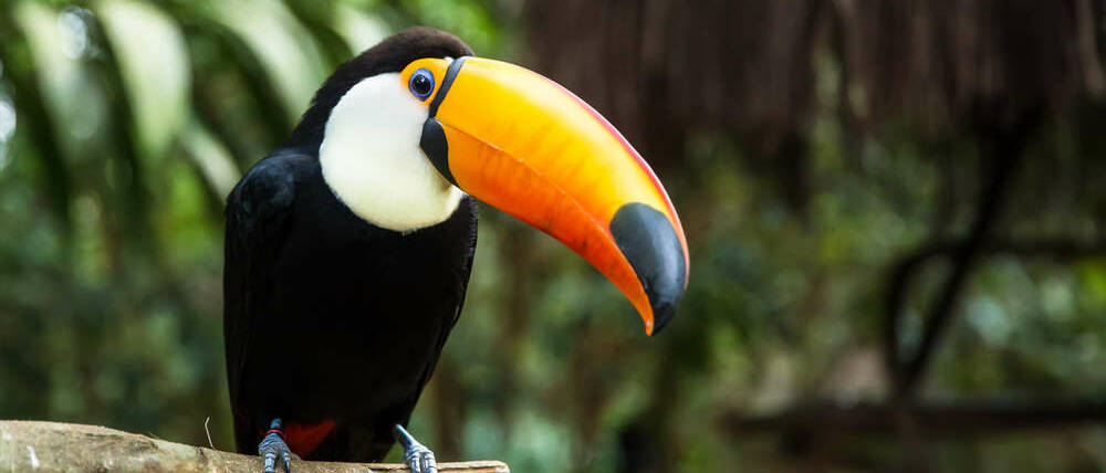 Voyage Argentine toucan du parc national d'Iguazu