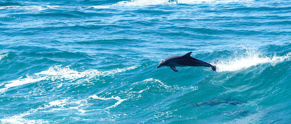 Voyage Australie Biron Bay dauphin