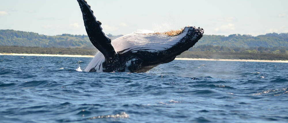 Voyage Australie Biron Bay baleine à bosse