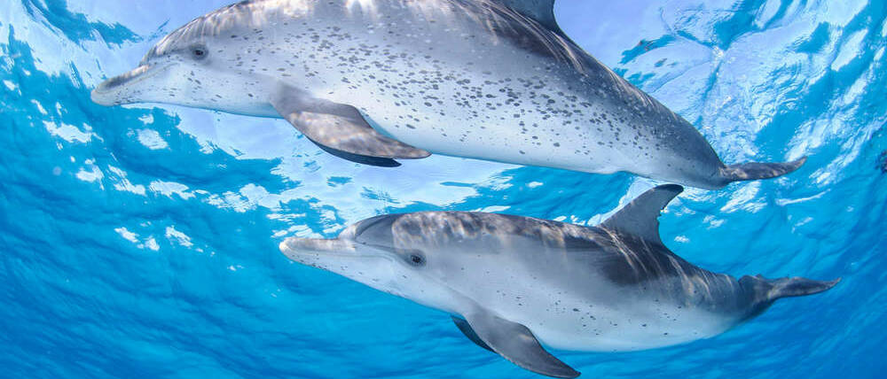 Voyage Bahamas Nassau dauphins tachetés