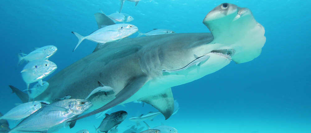 Voyage Bahamas Nassau requin marteau New Providence