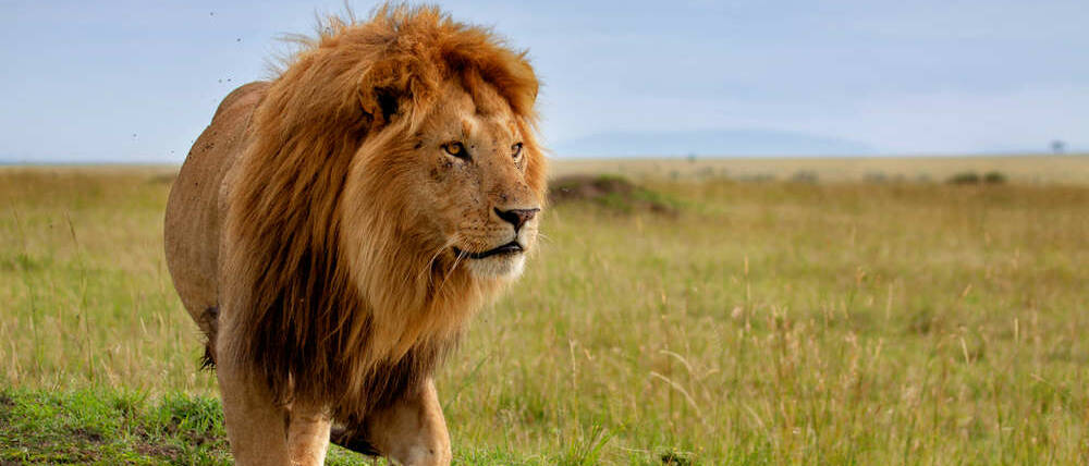 Voyage Botswana lion dans les plaines de Savute