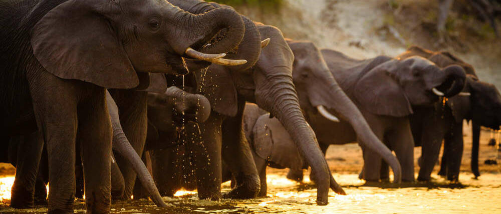 Voyage Botswana troupeaux d'éléphants du parc de Chobe