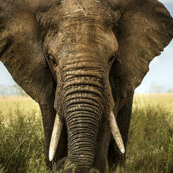 Voyage au Botswana destination spectaculaire luxe et nature