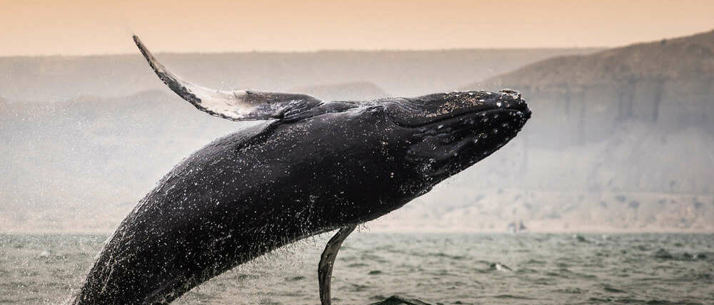 Voyage en Afrique du Sud baleine à Hermanus