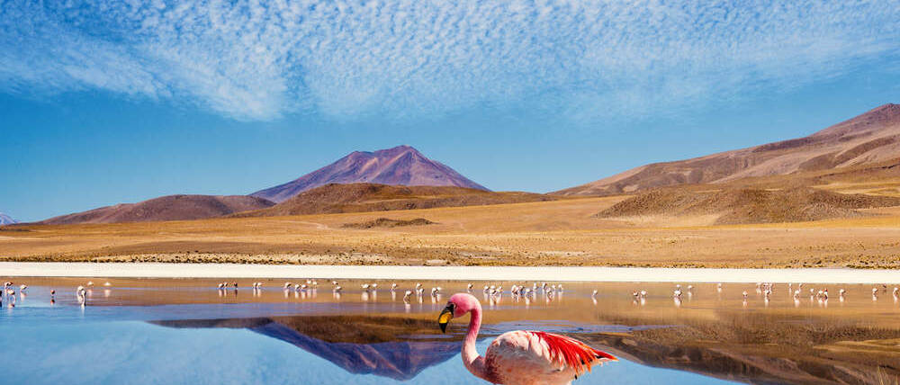Voyage Chili flamants roses Atacama