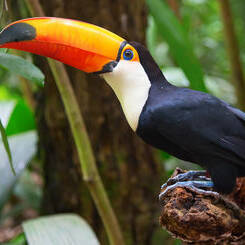 Voyage au Costa Rica entre parcs et plages désertes