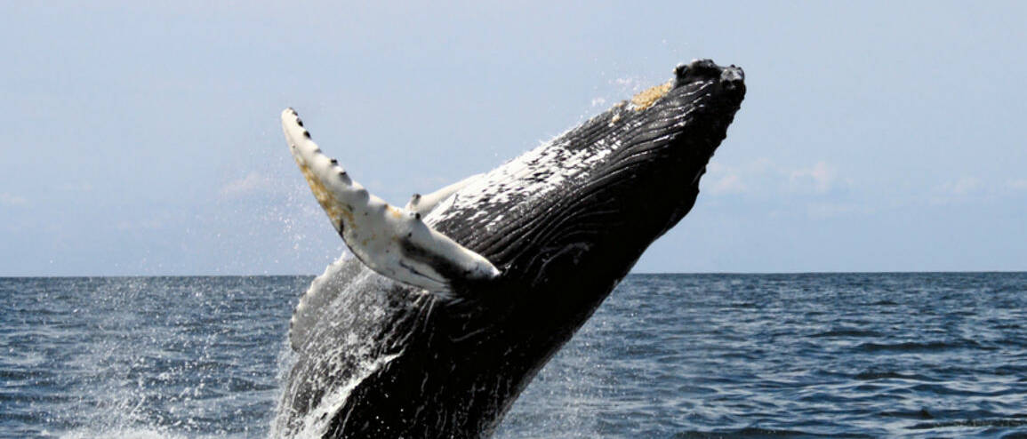 Séjour Costa Rica baleine à bosse