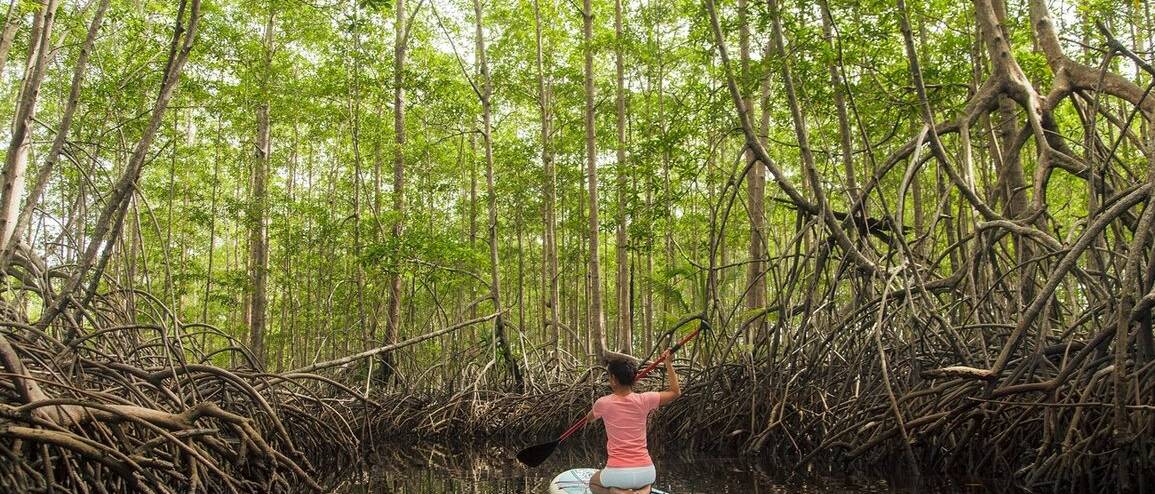 Séjour Costa Rica paddle dans la Mangrove