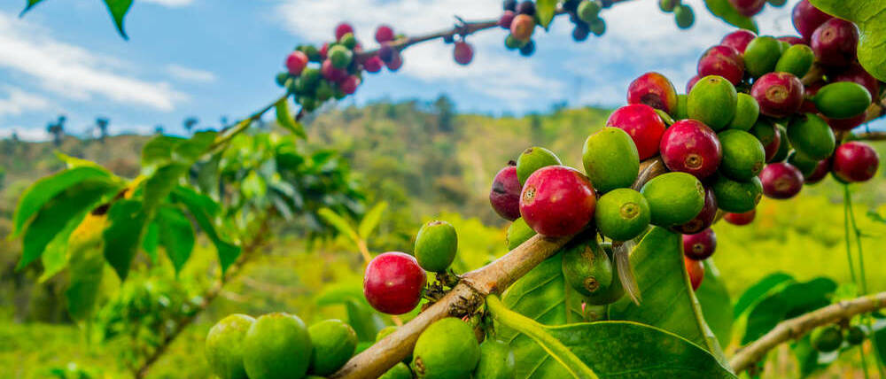 Voyage Colombie plantation de café