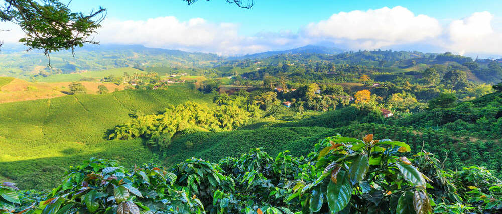 Voyage Colombie plantation de café