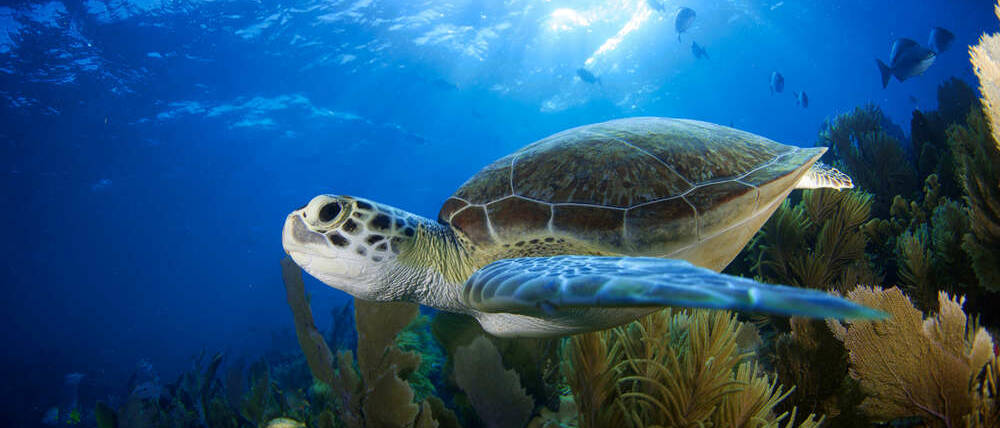 Voyage Colombie tortue marine des Caraïbes