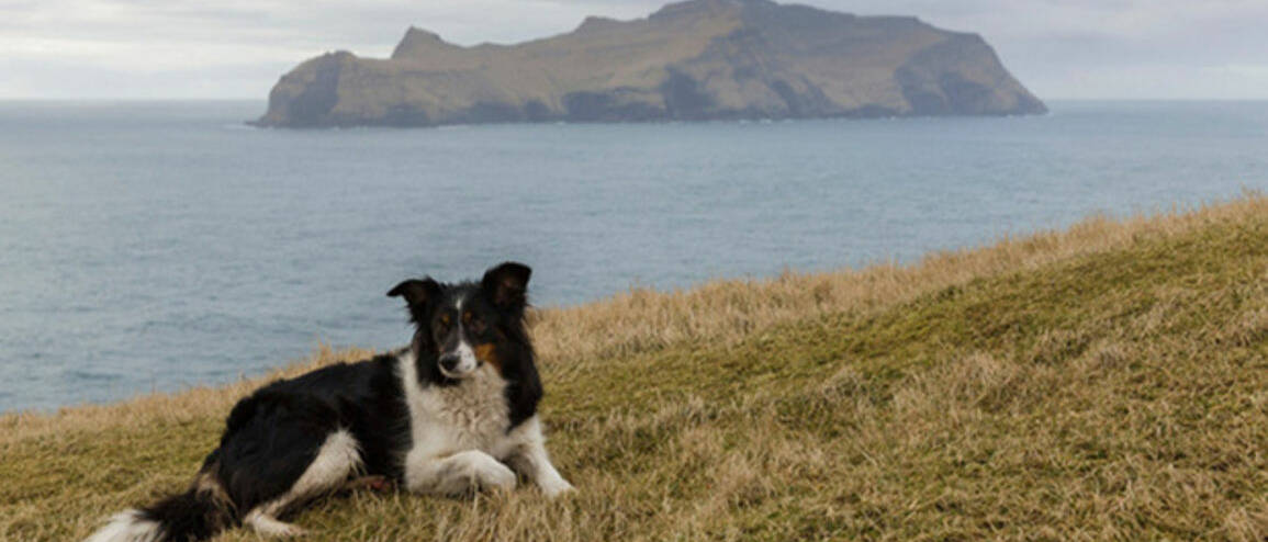 Voyage Irlande chien de berger et vue mer