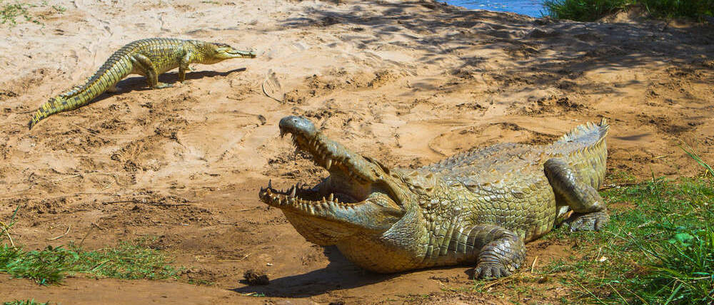 Séjour au Kenya crocodile de Tsavo