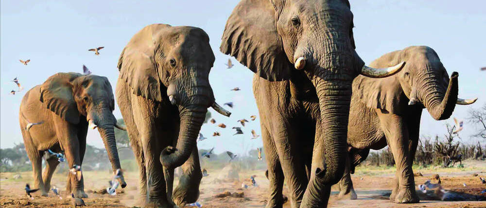 Séjour au Kenya éléphants de Tsavo