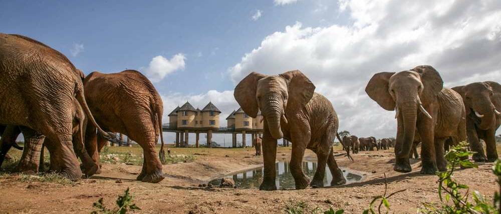 Séjour au Kenya éléphants devant lodge sur pilotis dans les Taïta Hills