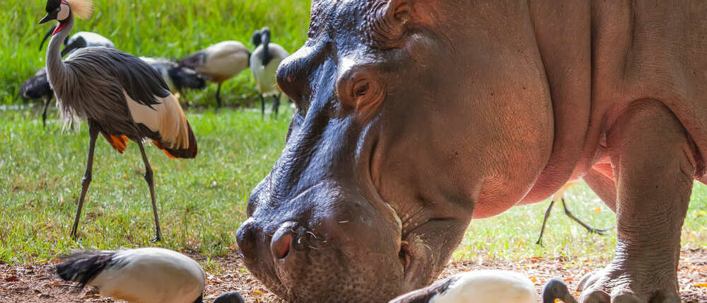 Séjour au Kenya hippopotame à Amboseli