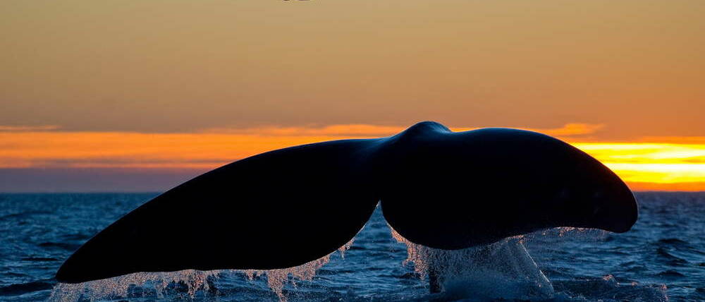 Séjour en Argentine baleine australe de la péninsule de Valdes