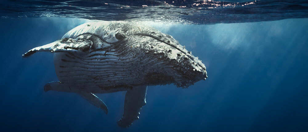 Voyage à La Réunion baleine à bosse