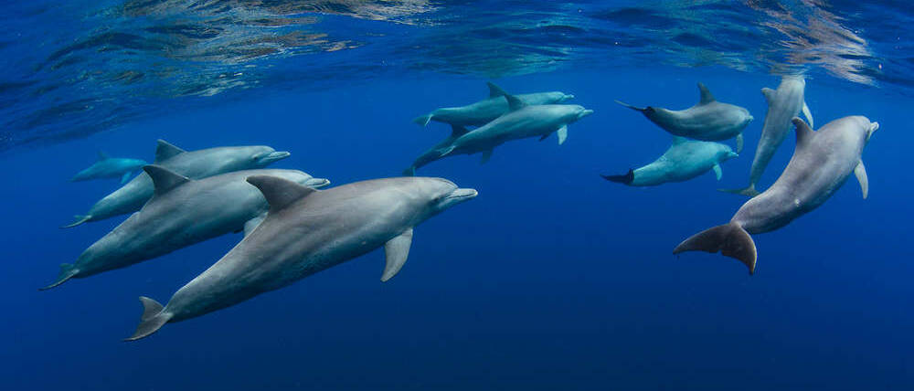 Voyage à La Réunion dauphins