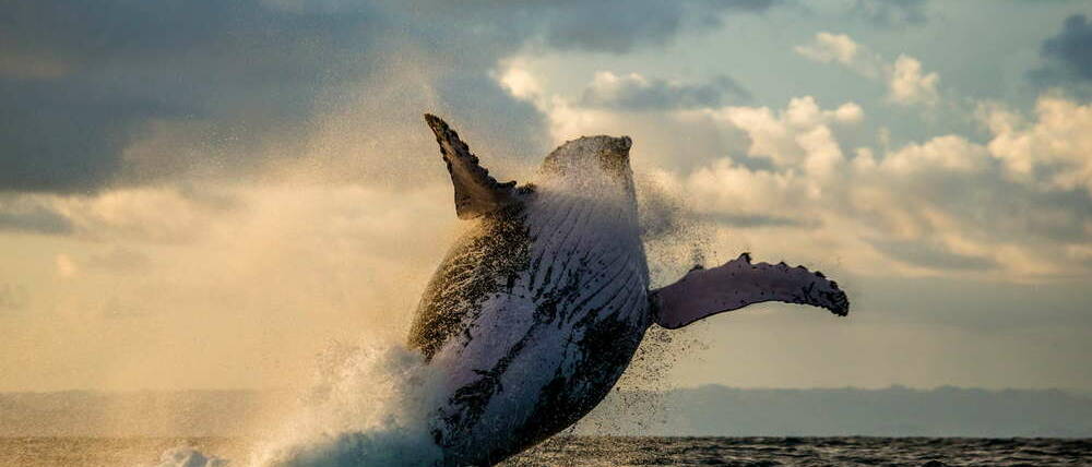 Voyage à Madagascar cap à l'Est baleine à bosse