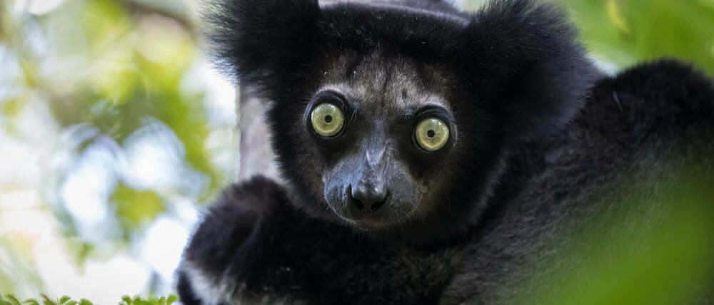 Voyage à Madagascar cap à l'Est Indri Indri