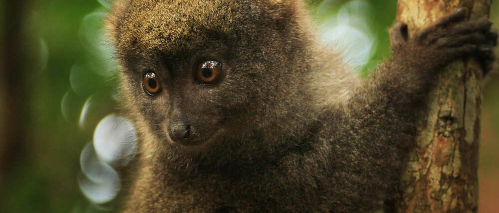 Voyage à Madagascar cap à l'Est lémurien bamboo