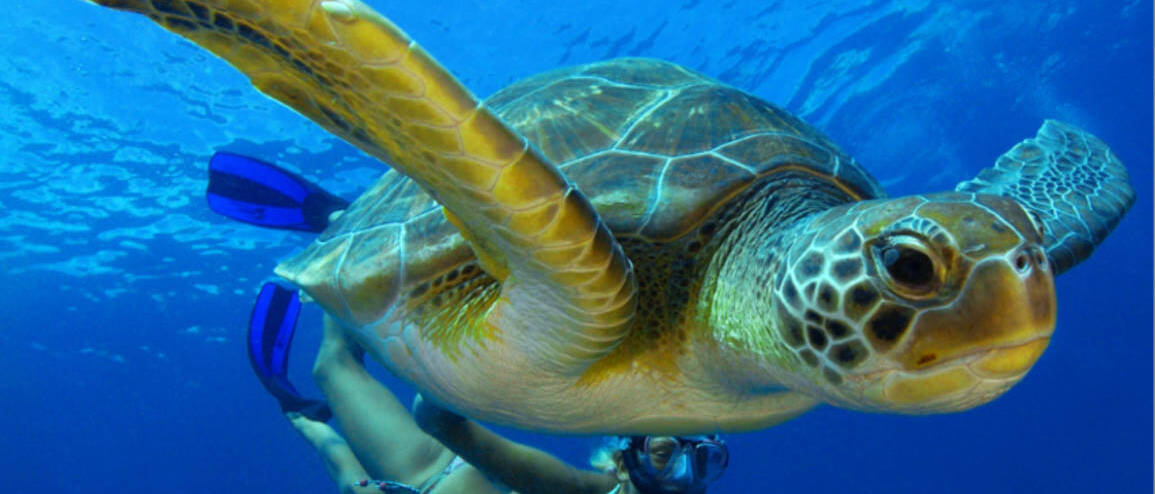 Voyage aux Seychelles plongée avec les tortues