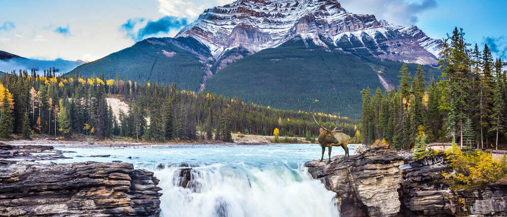 Voyage Canada chutes athabasca Jasper National Park