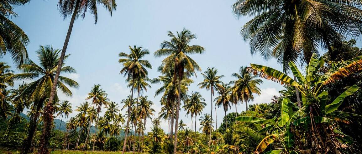 Voyage Jamaïque séjour plage et palmiers