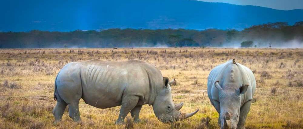 Voyage Kenya couple de rhinocéros du lac Nakuru