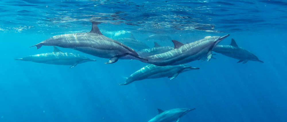 Voyage Kenya dauphins à Wasini island