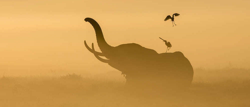 Voyage Kenya éléphants dans la brume matinale