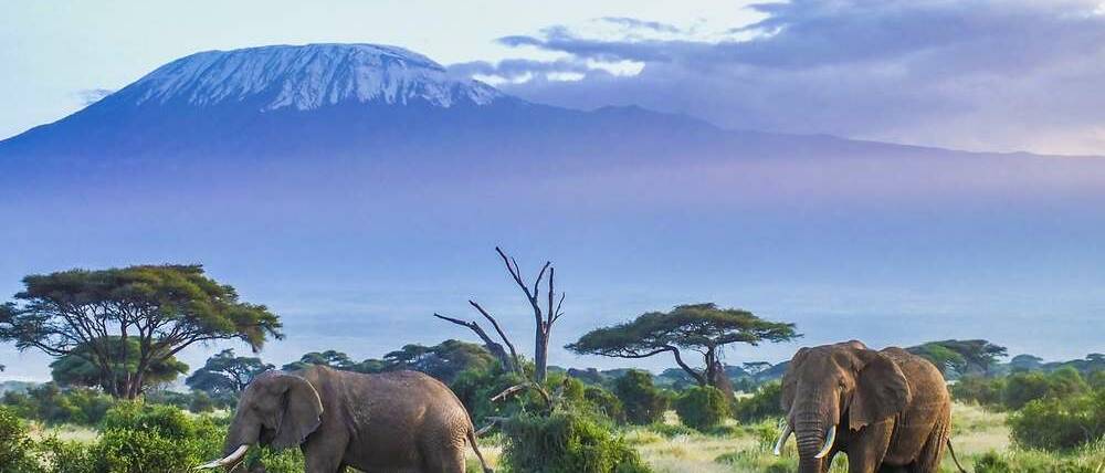 Voyage Kenya éléphants devant le Kilimandjaro à Amboseli