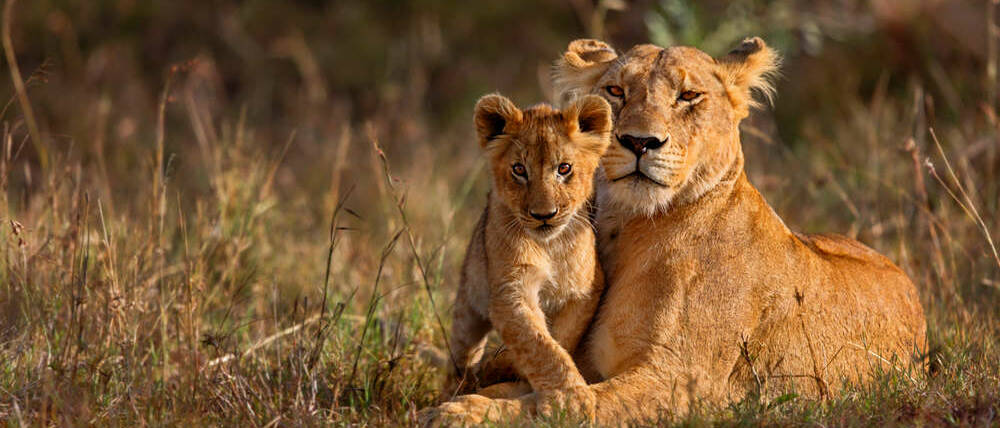 Voyage Kenya famille de lions