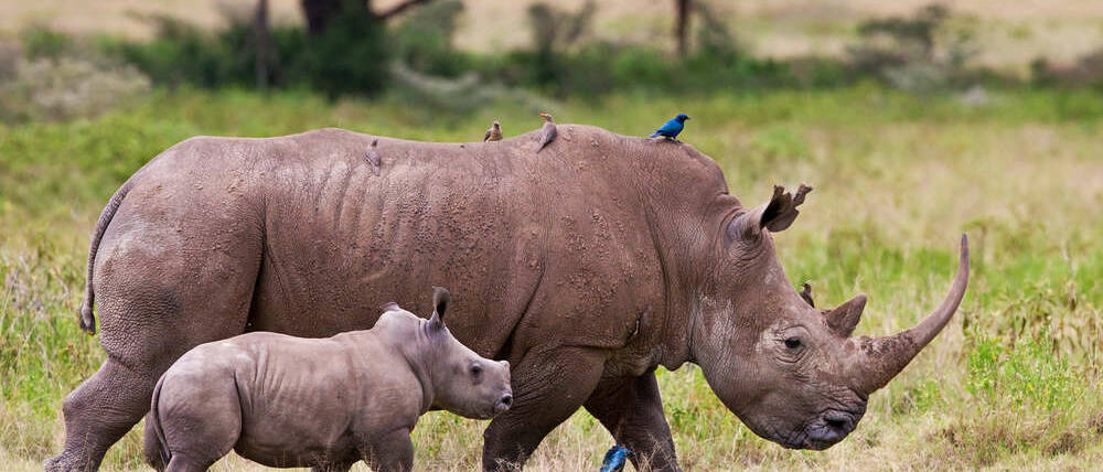 Voyage Kenya famille de rhinocéros du Mara