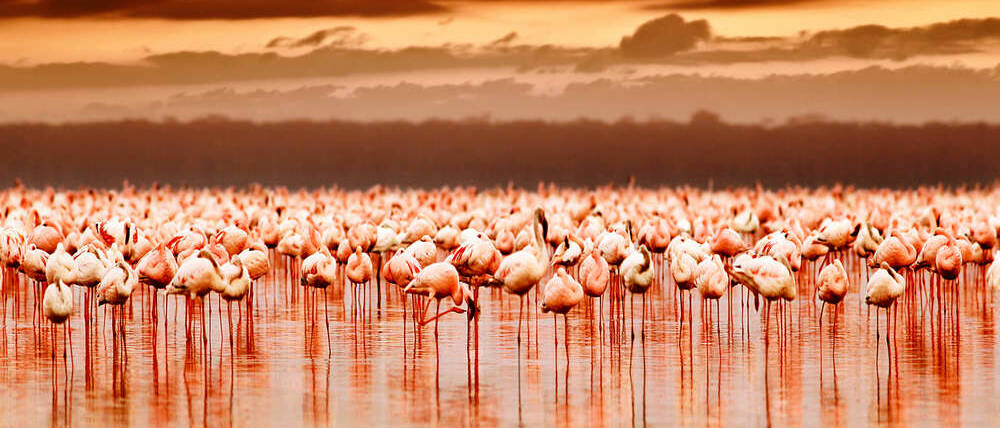 Voyage Kenya flamants roses du lac Nakuru