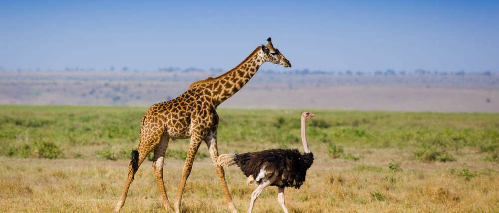 Voyage Kenya girafe et autruche dans le Mara