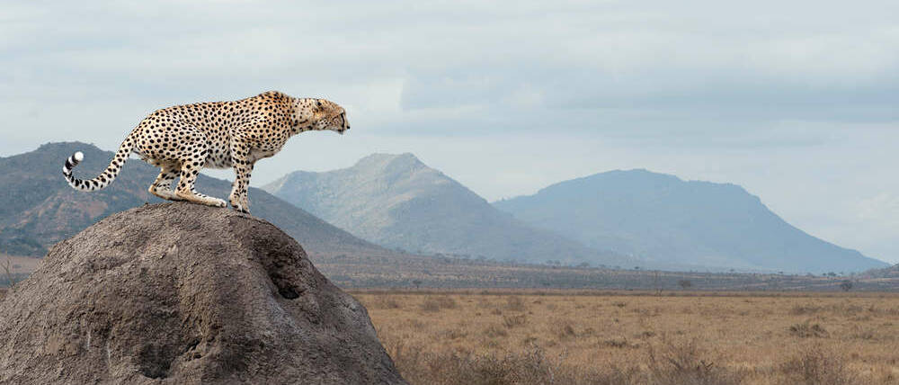 Voyage Kenya guépard de Tsavo