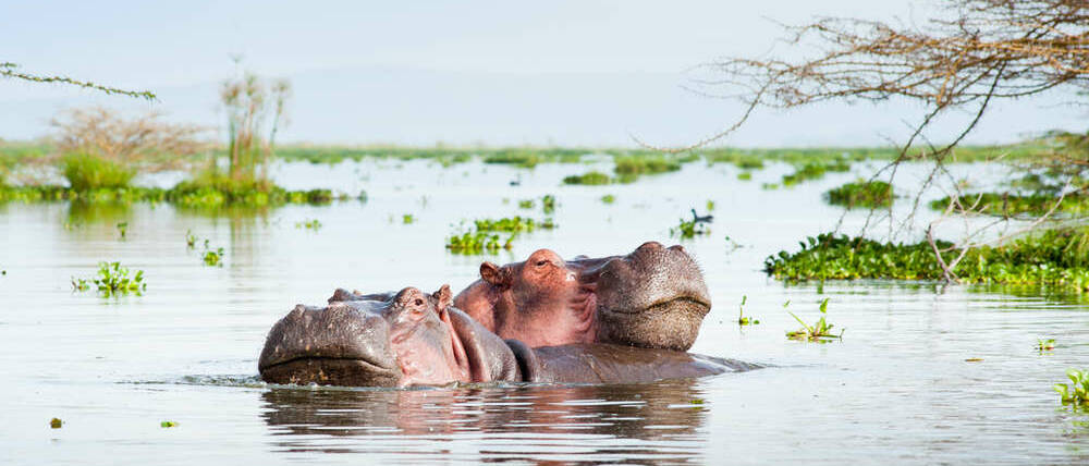 Voyage Kenya hippopotames de Naivasha