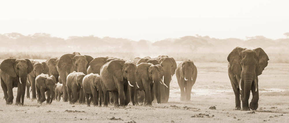 Voyage Kenya horde d'éléphants