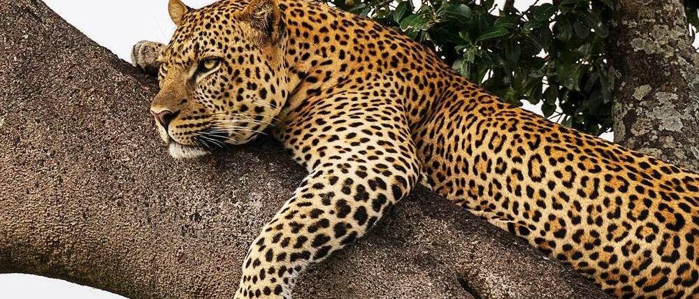 Voyage Kenya léopard de Nakuru