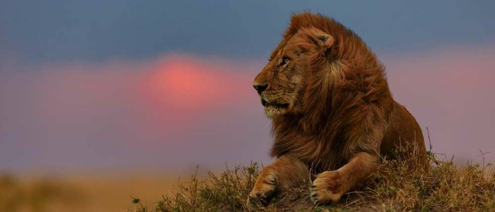 Voyage Kenya lion à Amboseli